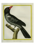 White-Bellied Cuckooshrike Reproduction procédé giclée par Georges-Louis Buffon