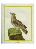 Crested Lark Giclee Print by Georges-Louis Buffon