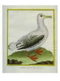 Albatross Giclee Print by Georges-Louis Buffon