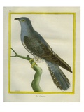Common Cuckoo Reproduction procédé giclée par Georges-Louis Buffon