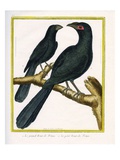 The Large Smooth Billed Ani and the Small Smooth Billed Ani Reproduction procédé giclée par Georges-Louis Buffon