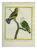 Lilac-Tailed Parrotlet and Grey-Headed Lovebird Reproduction procédé giclée par Georges-Louis Buffon