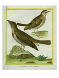 Lark and Sky Lark Giclee Print by Georges-Louis Buffon
