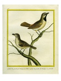 Male and Female Madagascar Cuckooshrike Reproduction procédé giclée par Georges-Louis Buffon