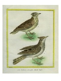 Crested Lark and Lesser Short-Toed Lark Giclee Print by Georges-Louis Buffon