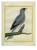 White-Bellied Cuckooshrike Reproduction procédé giclée par Georges-Louis Buffon