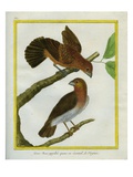 Fan-Tailed Grosbeak Giclee Print by Georges-Louis Buffon