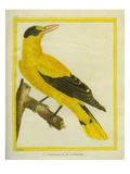 Black-Naped Oriole Reproduction procédé giclée par Georges-Louis Buffon