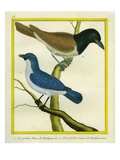 Blue Vanga and Rufous Vanga Giclee Print by Georges-Louis Buffon