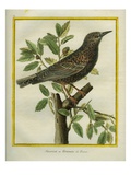 French Starling Giclee Print by Georges-Louis Buffon