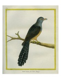 Philippine Cuckoo-Dove Reproduction procédé giclée par Georges-Louis Buffon