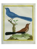 Madagascar Cuckoo and Blue Coua Reproduction procédé giclée par Georges-Louis Buffon