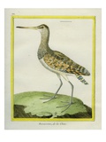 Swinhoe's Snipe Giclee Print by Georges-Louis Buffon