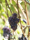 Pinot Noir Grapes on the Vine, New Zealand Photographic Print by Myles New