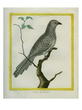 Black-Headed Cuckoo-Shrike Giclee Print by Georges-Louis Buffon