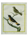 And Yellow-Tailed Oriole Giclee Print by Georges-Louis Buffon