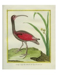 The Brazilian Red Curlew Reproduction procédé giclée par Georges-Louis Buffon