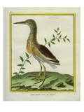 Squacco Heron Giclee Print by Georges-Louis Buffon