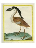Boat-Billed Heron Giclee Print by Georges-Louis Buffon