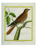 African Cuckoo Reproduction procédé giclée par Georges-Louis Buffon
