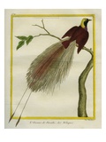 Bird-Of-Paradise Giclee Print by Georges-Louis Buffon