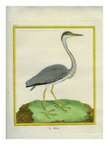 Grey Heron Giclee Print by Georges-Louis Buffon