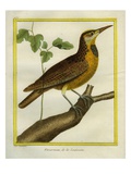 Common Starling Giclee Print by Georges-Louis Buffon