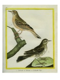 Short-Toed Lark and Pipit Giclee Print by Georges-Louis Buffon