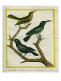 Nuthatch Vanga and Green Jery and its Female Giclee Print by Georges-Louis Buffon