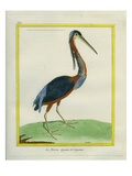 Agami Heron Giclee Print by Georges-Louis Buffon