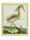 Squacco Heron Giclee Print by Georges-Louis Buffon