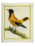 Chinese Oriole Reproduction procédé giclée par Georges-Louis Buffon