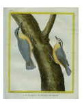 Nuthatch and Red-Breasted Nuthatch Giclee Print by Georges-Louis Buffon