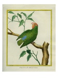 Male Red-Headed Lovebird Giclee Print by Georges-Louis Buffon