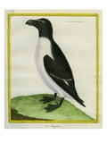 Razorbill Reproduction procédé giclée par Georges-Louis Buffon