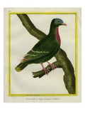 Claret-Breasted Fruit-Dove Giclee Print by Georges-Louis Buffon
