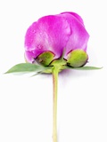 Peony Bud Lámina fotográfica por Barbara Lutterbeck