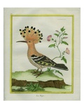 Hoopoe Reproduction procédé giclée par Georges-Louis Buffon