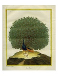 Peafowl Giclee Print by Georges-Louis Buffon