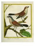 Female Isabelline Shrike and Red-Backed Shrike Giclee Print by Georges-Louis Buffon