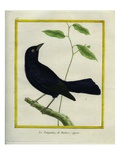 Great-Tailed Grackle Giclee Print by Georges-Louis Buffon