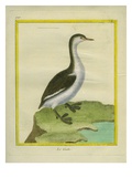 Western Grebe Reproduction procédé giclée par Georges-Louis Buffon