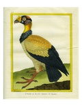 King Vulture Giclee Print by Georges-Louis Buffon