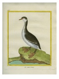Clark's Grebe Reproduction procédé giclée par Georges-Louis Buffon