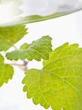 Lemon Balm in a Glass of Water Photographic Print by Martina Schindler
