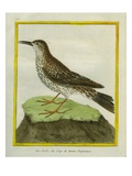 Lesser Hoopoe-Lark Giclee Print by Georges-Louis Buffon