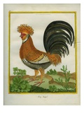 Le Coq Huppé Giclee Print by Georges-Louis Buffon
