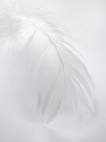 A White Feather Lámina fotográfica por Barbara Lutterbeck A White Feather Lámina fotográfica por Barbara Lutterbeck