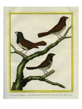 Grosbeak Myna and Java Grosbeak Reproduction procédé giclée par Georges-Louis Buffon