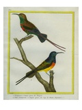 Le Grimpereau À Longue Queue Du Sénégal Et Du Cap De Bonne-Espérance Giclee Print by Georges-Louis Buffon